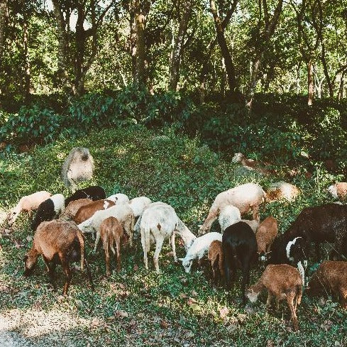 a herd of goats grazing underneath shade trees