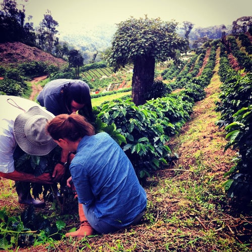 Decaf Green Coffee | Nicaragua | Good for Light-Medium Roast