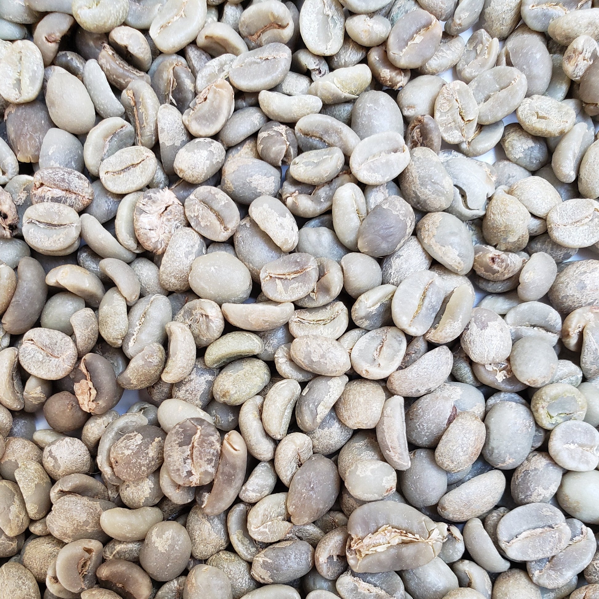 close up of assorted green coffee beans mixed together