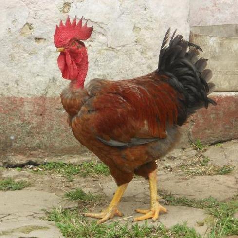 a brown rooster strutting in front of a plaster wall on a stone sidewalk