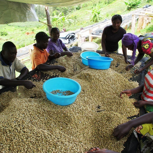 Coffee farmers sorting parchment coffee in the Democratic Republic of Congo.  These coffee producers are members of the Muungano cooperative, a high quality coffee producer near Lake Kivu.