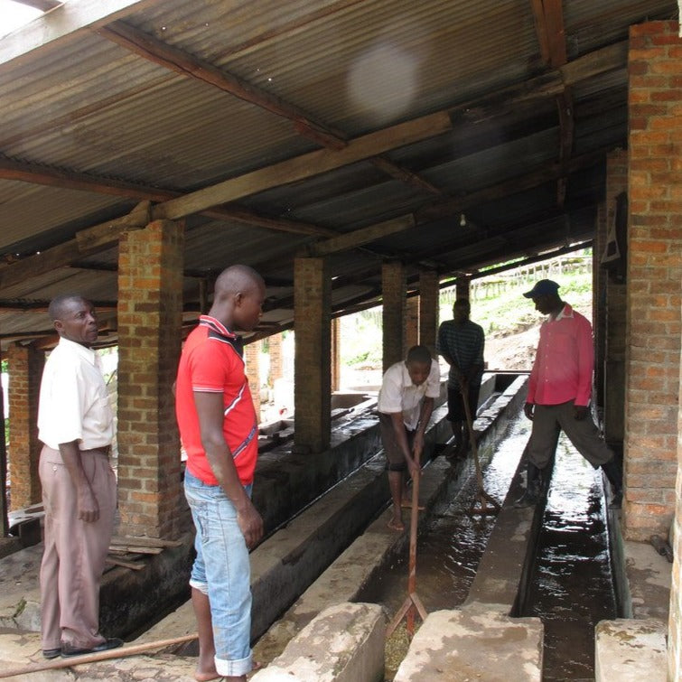 washing depulped coffee seeds in channels at the Muungano Cooperative in the Democratic Republic of Congo.  The coffee fruit is depulped and fermented before being washed, and dried to produce exportable green coffee beans.