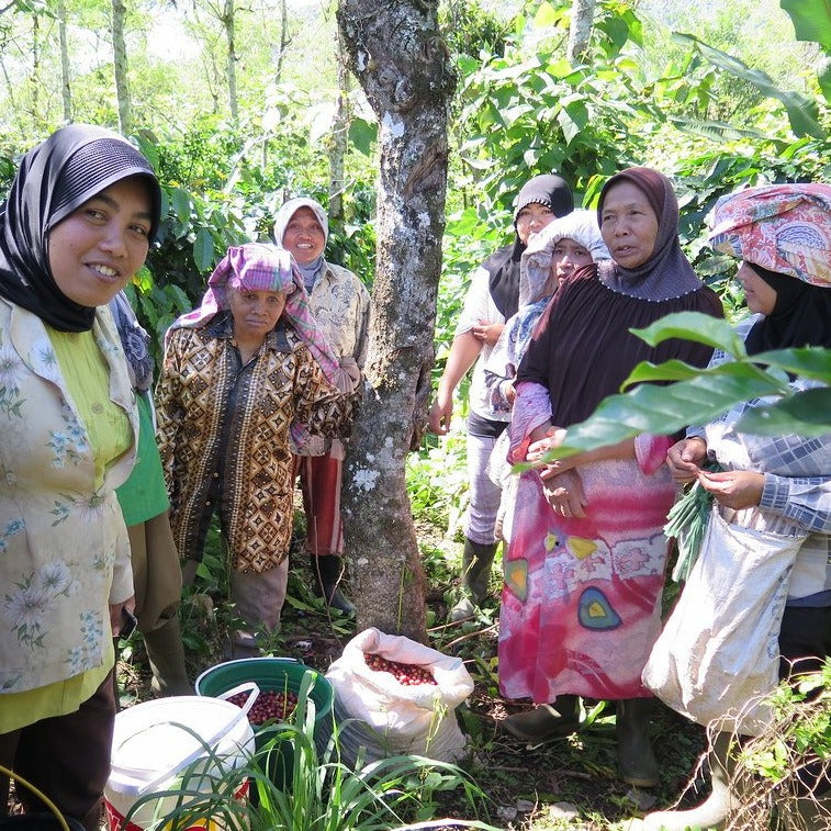Sumatra Aceh Kopepi Ketiara Coop