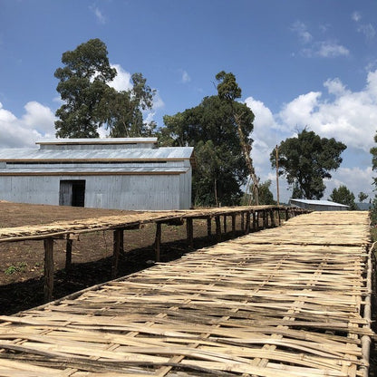 straw raised drying beds for drying coffee at the Dame Dabaya coffee mill in Guji Ethiopia