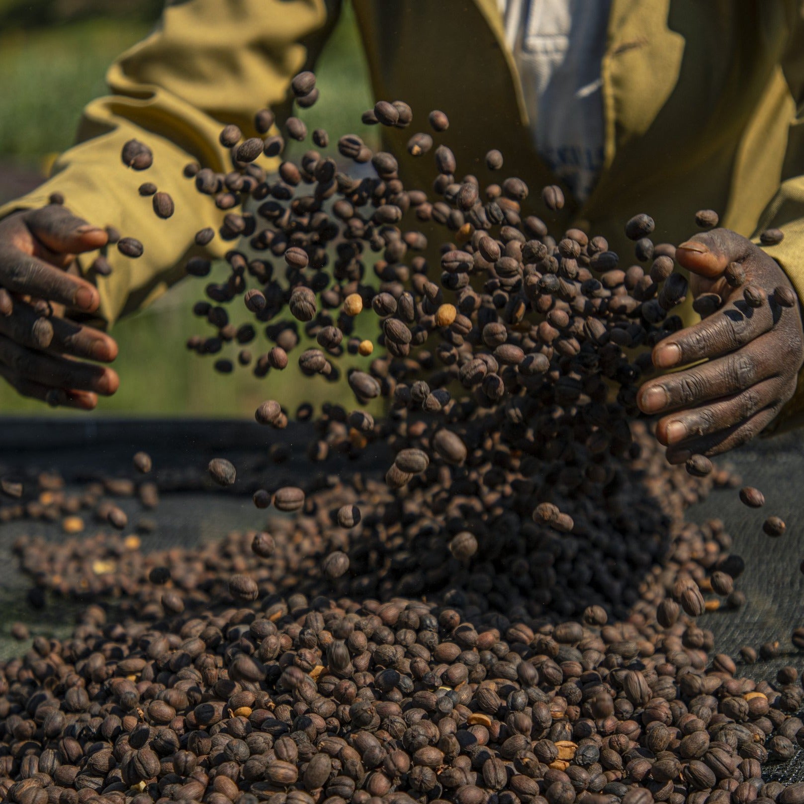 man from Rwanda raking coffee cherry pods on raised beds.  This is part of the dry, or natural process for coffee, where the coffee seeds are dried inside of the fruit, resulting in a sweeter and fruiter coffee. After drying for 14-21 days or around 12% moisture content the green coffee beans are removed from the cherry pods, and packaged for export.