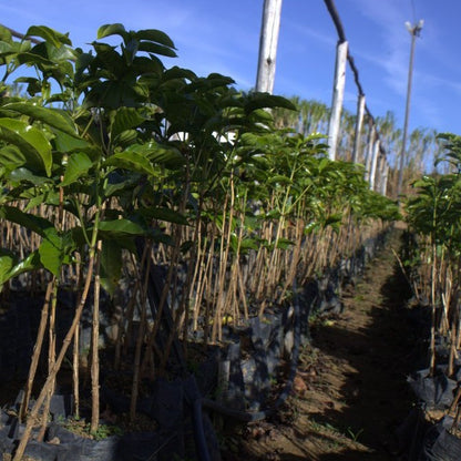 caturra coffee trees ready to be transplanted in brazil