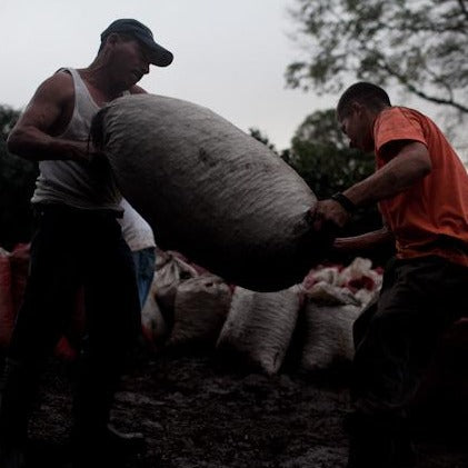Decaf Nicaragua Matagalpa Los Placeres Carbonic Maceration